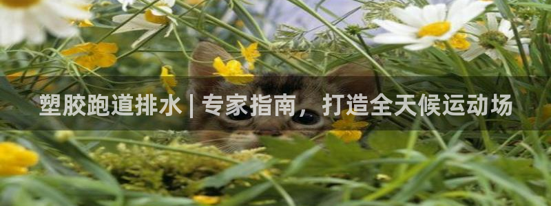 谈球吧平台app下载网址是什么