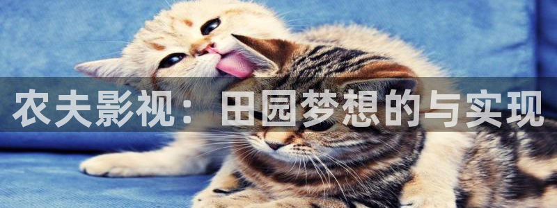 驰策影视